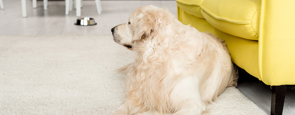 Cute golden retriever lying on floor and looking away in kitchen