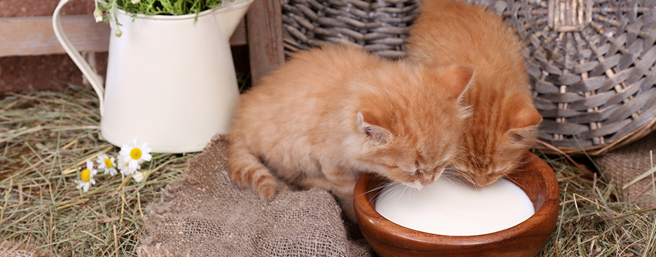 Cute little red kittens drinking milk on barn wall background 