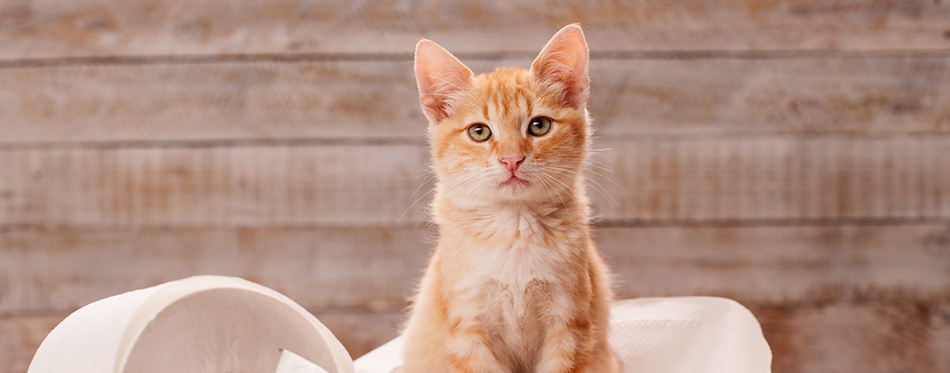 Cute orange tabby kitten sitting on the remains of toilet paper