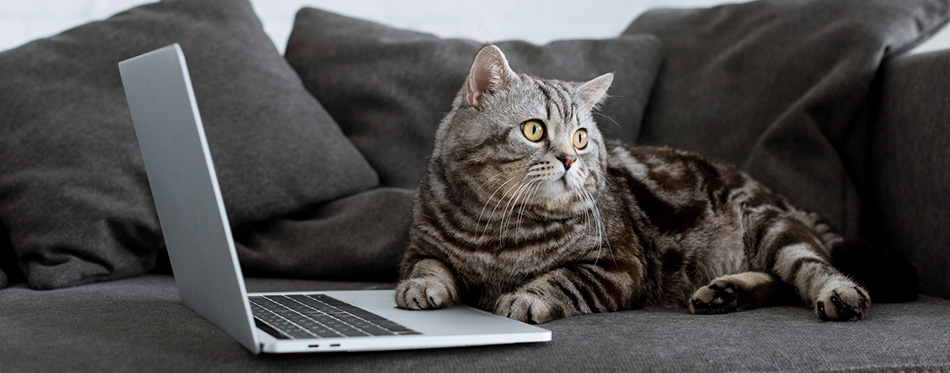 Cute scottish straight cat with laptop on couch