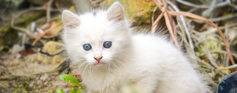 Cute white playful kitten with blue eyes outdoor, turkish angora.