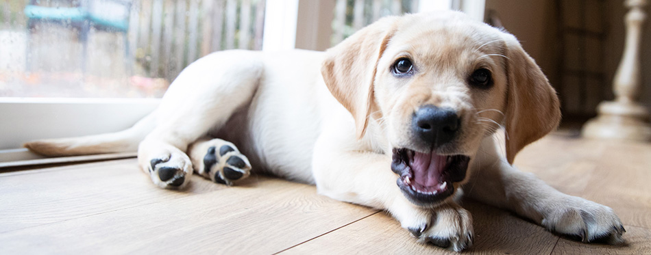 Cute young yellow labrador puppy