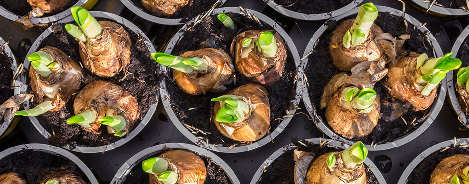 Daffodil flower bulbs view from above