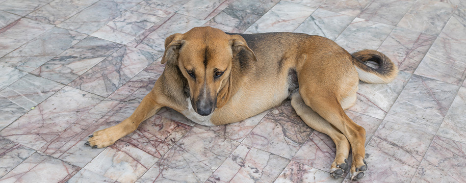 Defect-dog-with-three-legs