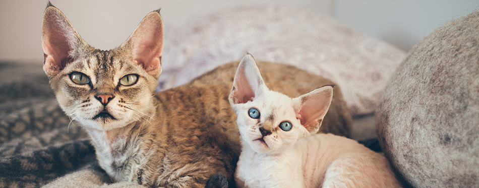 Devon Rex cat and kitten. Love and tenderness.