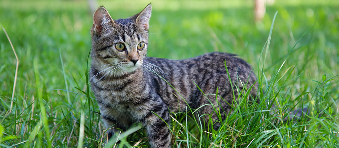 Tabby Fart
