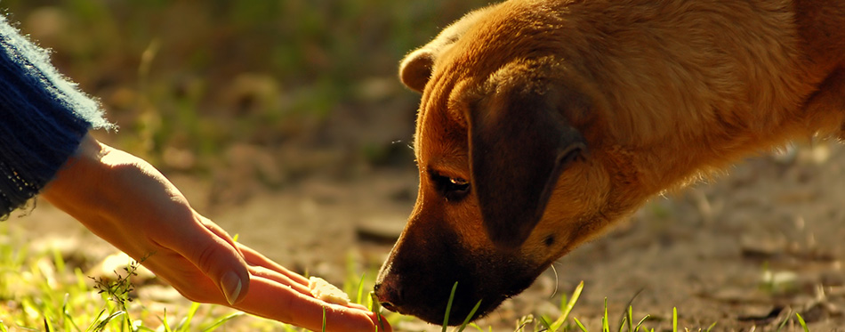 Dog and hand