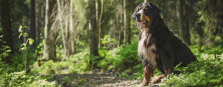 Dog breed Bernese Mountain Dog