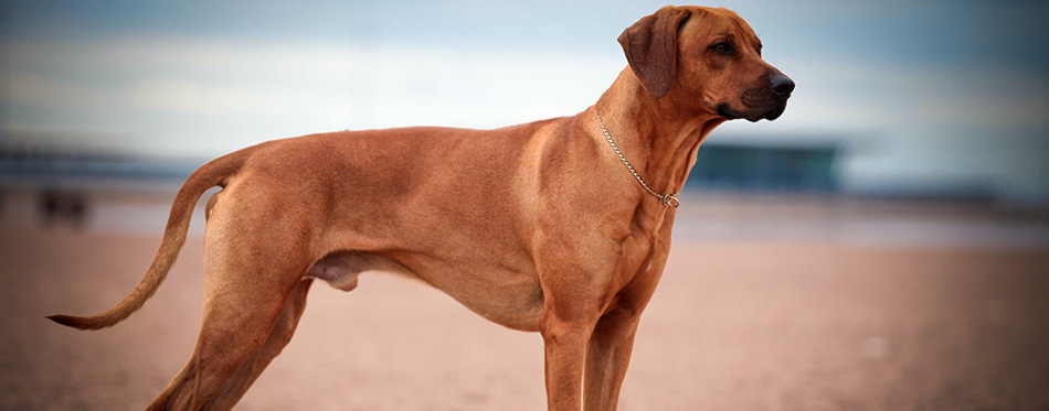 Dog breed Rhodesian Ridgeback 