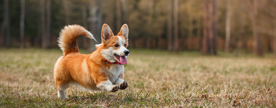 Dog breed Welsh Corgi Pembroke