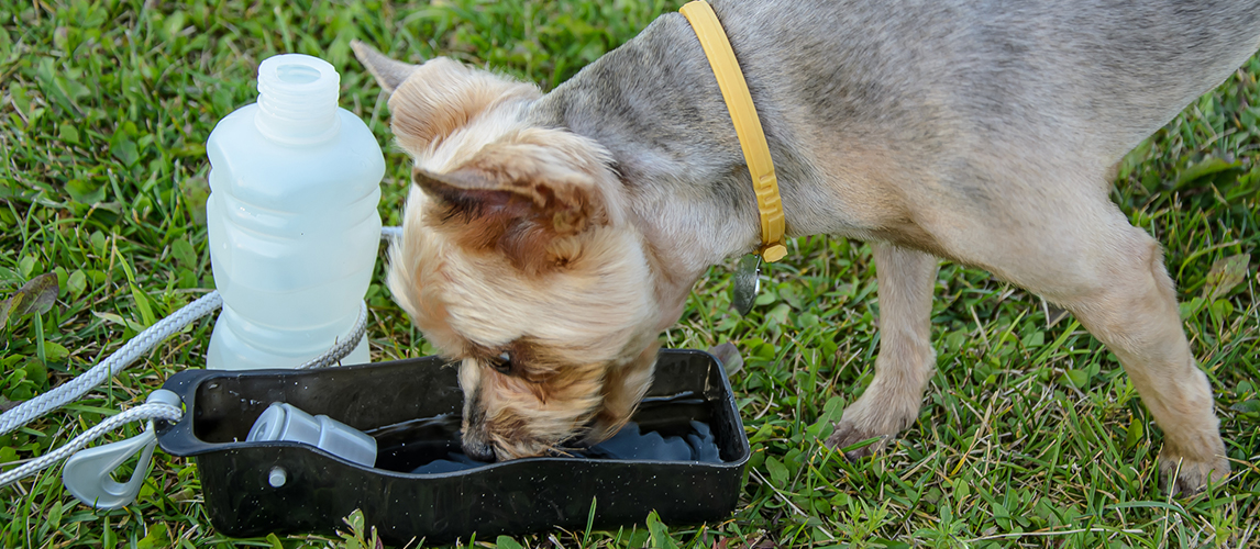 Dog drinks water on a walk from a portable drinking bowl