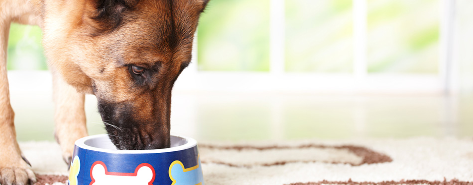 Dog eating from bowl