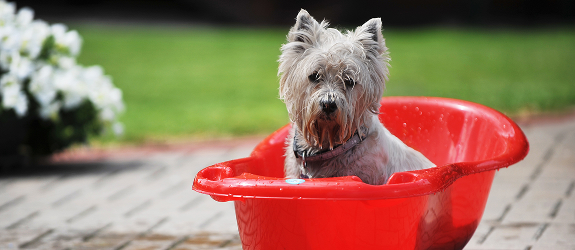 Dog in bathtub