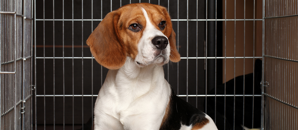 Dog in cage