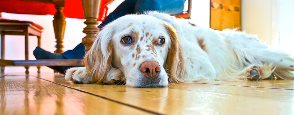 Dog lying at the wooden floor in the dining room