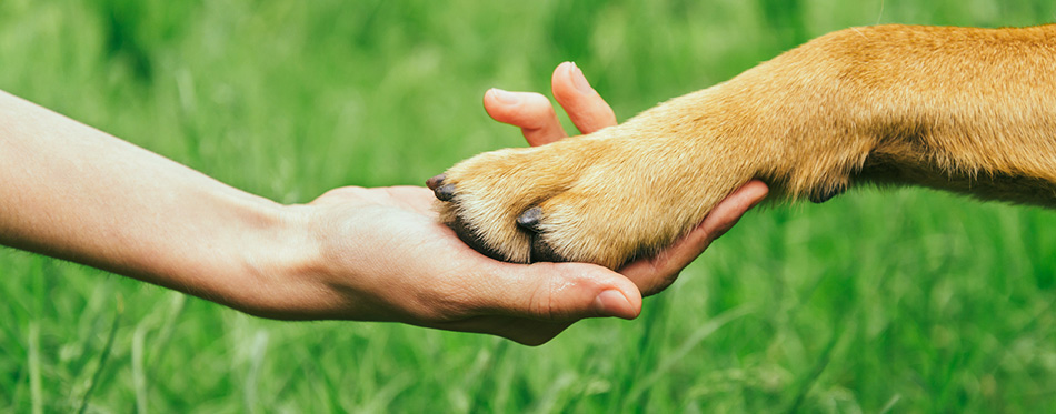 Dog paw and human hand are doing handshake 