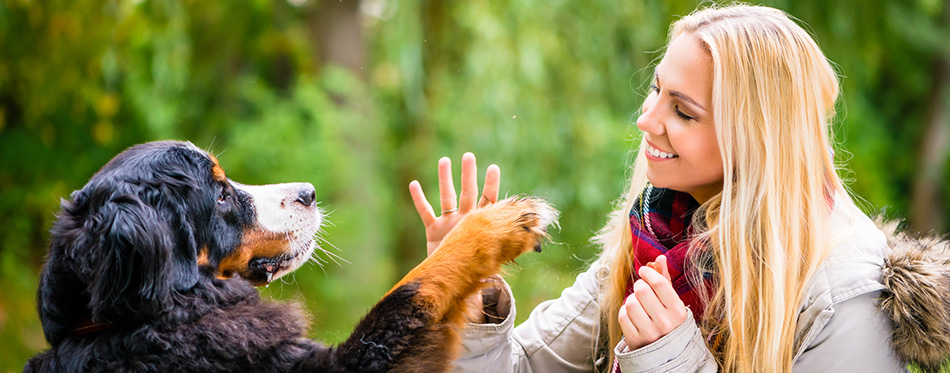 Dog shaking hands with paw to his woman in autumn park 