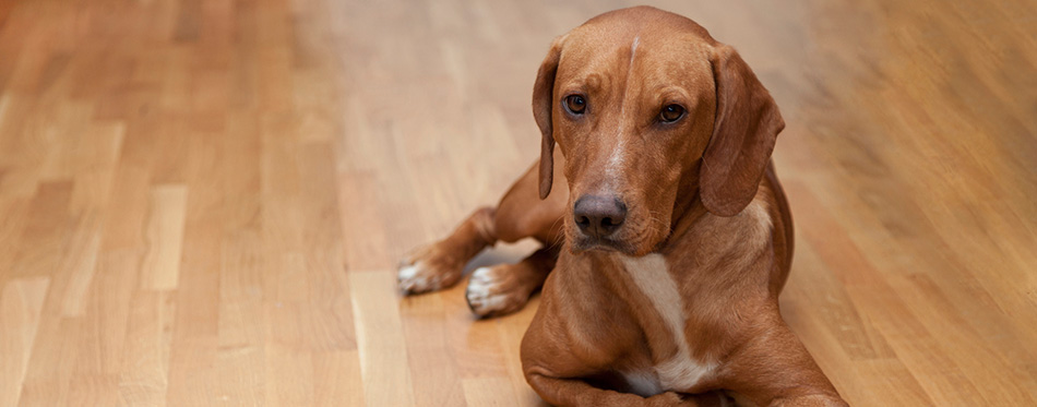 Dog waiting to play 