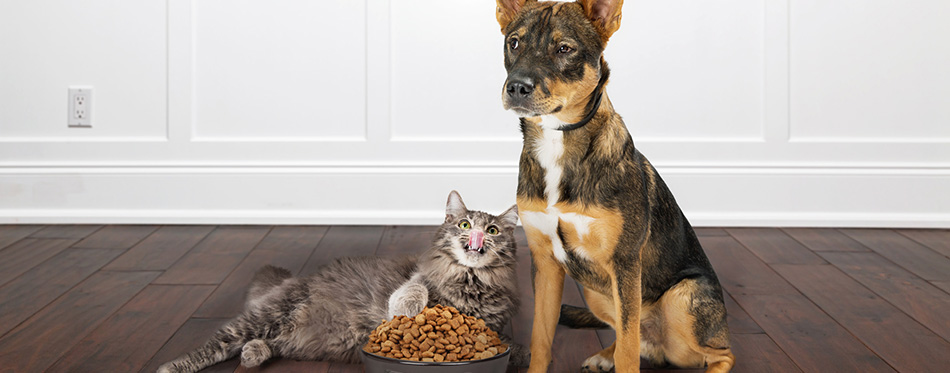 Dog with angry expression as cat eating from his bowl 