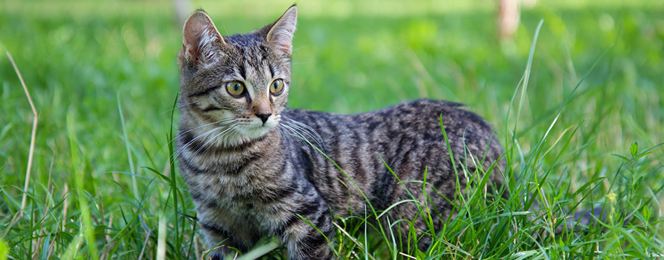 Domestic Cat in the grass