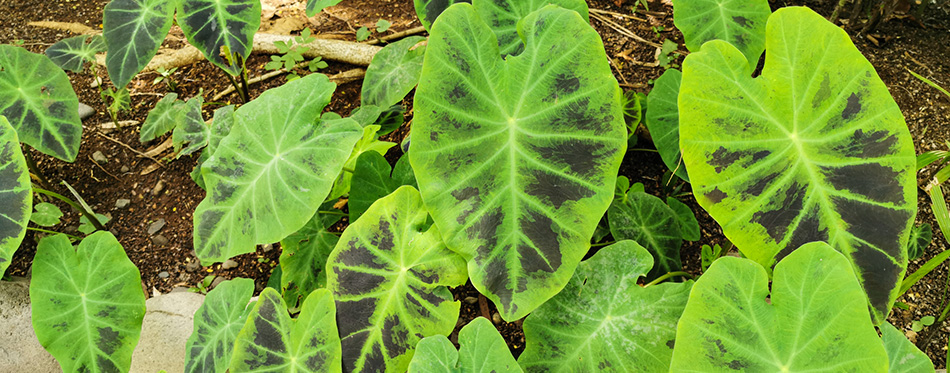 Elephant Ears