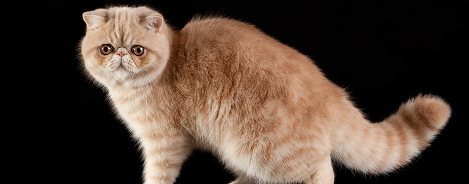 Exotic Shorthair