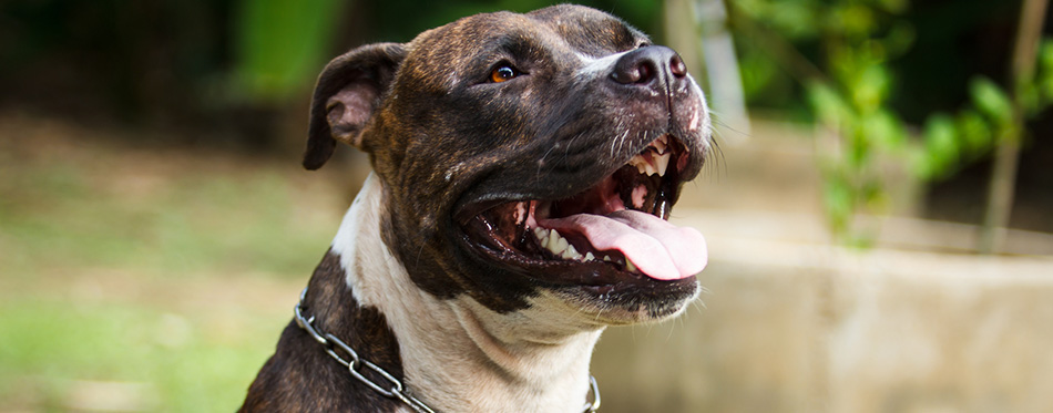 Face of Pitbull dog 