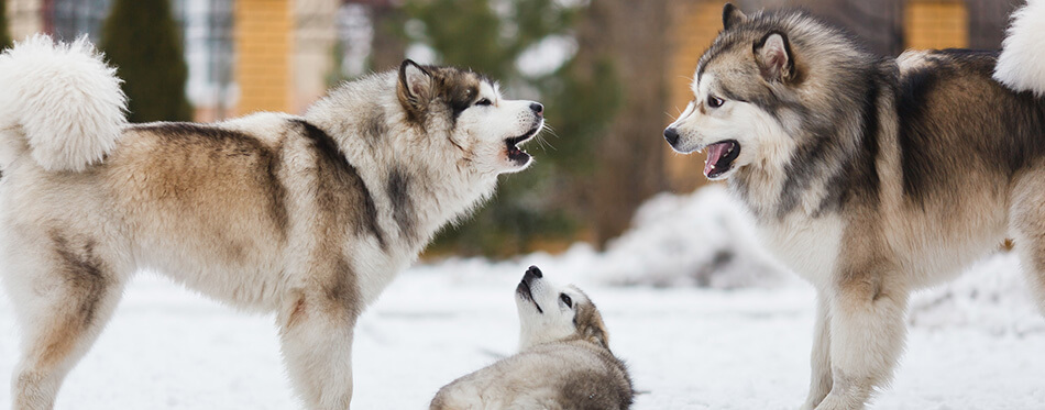 Family dog breed of malamutes