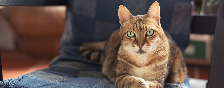 Fat domestic cat sit on the chair at home