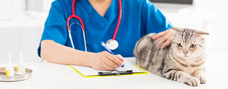 Female Veterinarian examining a kitten cat