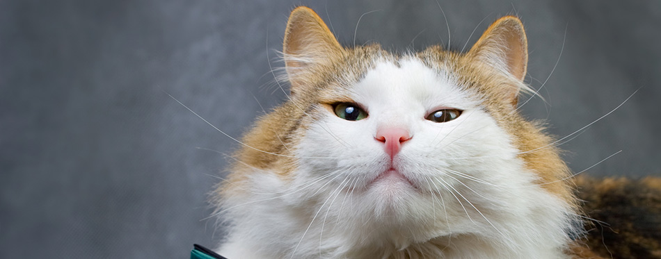 Fluffy ragamuffin cat in the studio