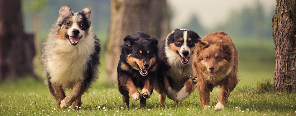 Four Australian Shepherd dogs running on the meadow