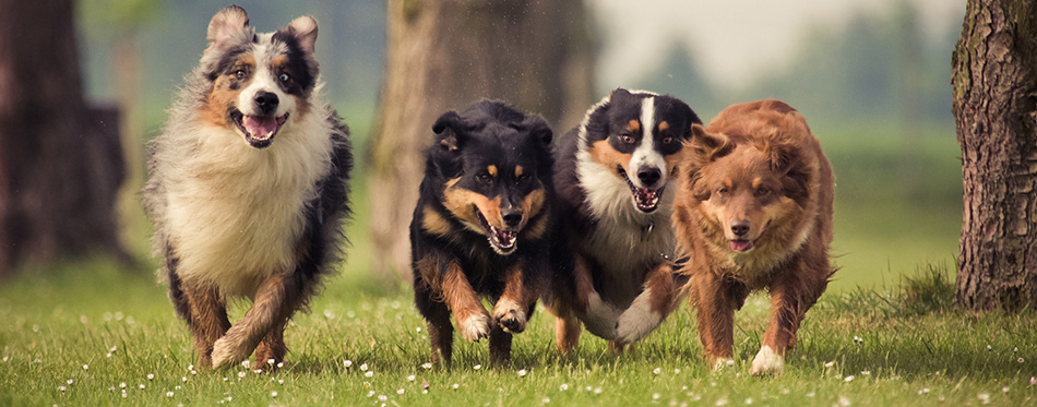 Four Australian Shepherd dogs running 