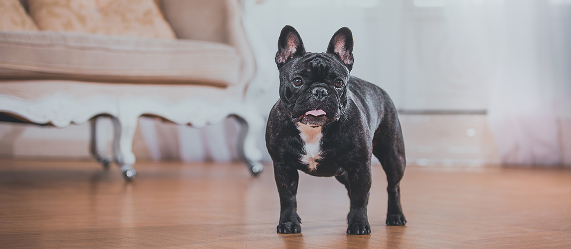 French Bulldog: Breed Facts & Temperament | Pet Side