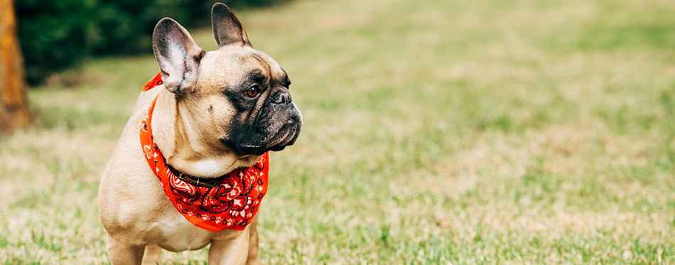 French Bulldog Puppy