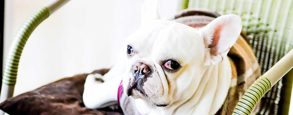 French bulldog on the chair