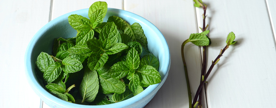 Fresh peppermint leaves 