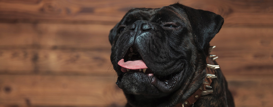 Funny boxer with tongue exposed lying on wooden background with an eye closed 