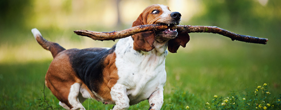 Funny dog Basset hound running with stick