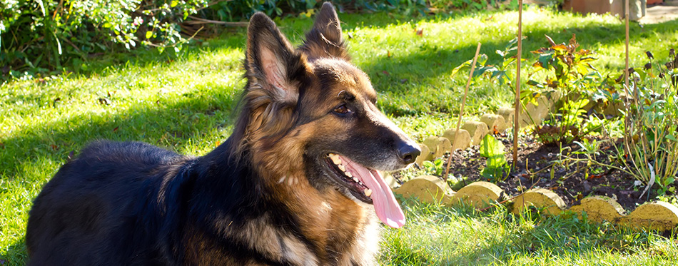 German Shepherd dog in the garden 