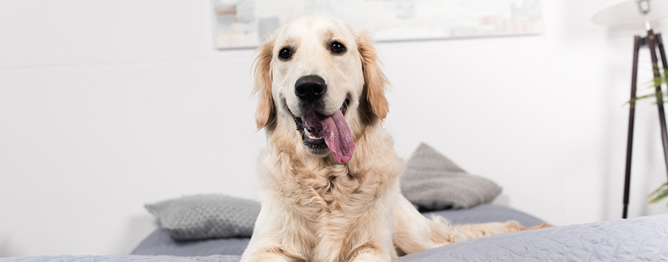 Golden retriever dog 