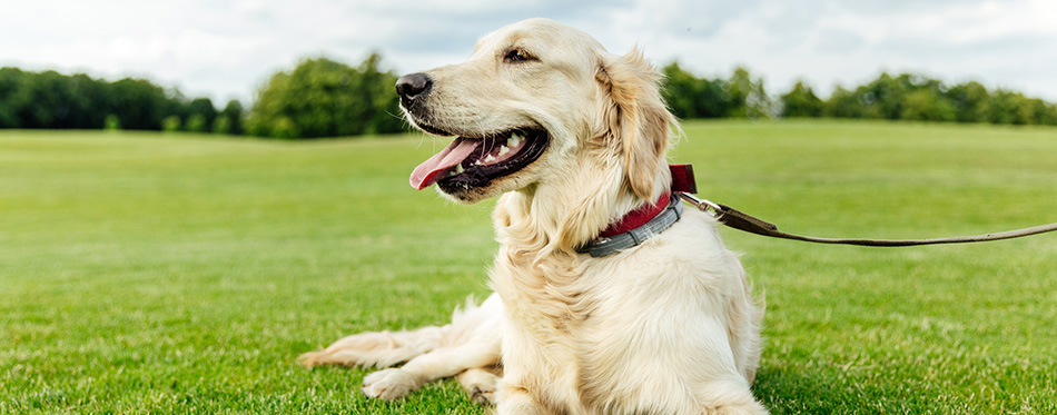 Golden retriever dog on grass