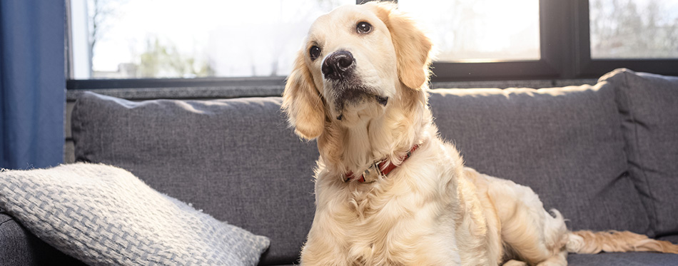 Golden retriever dog