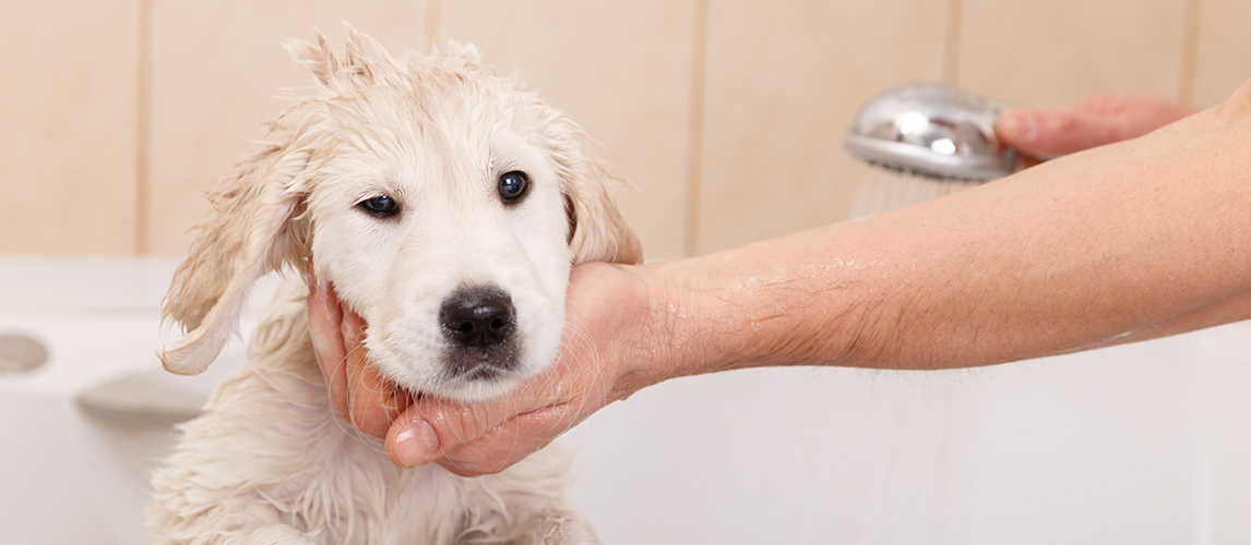 Golden retriever puppy in shower