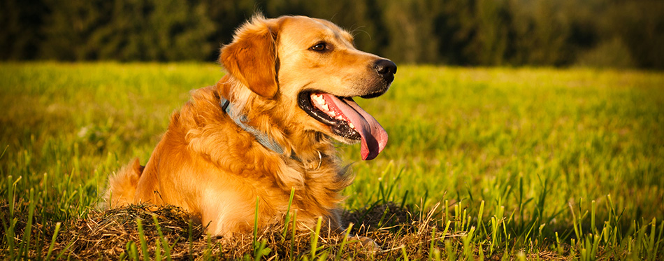 Golden retriever