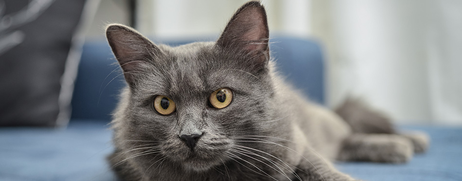 Gray cat Nebelung cat is lying on the sofa at home.