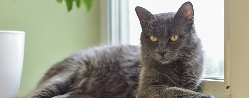 Gray cat Nebelung cat is lying on the windowsill at home. 