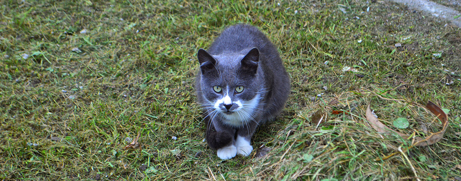 Gray cat on the grass