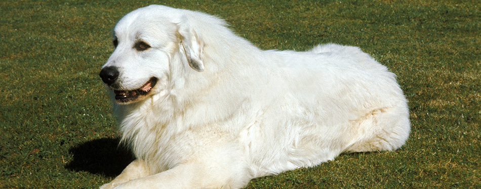 Great Pyrenees Dog or Pyrenean Mountain Dog