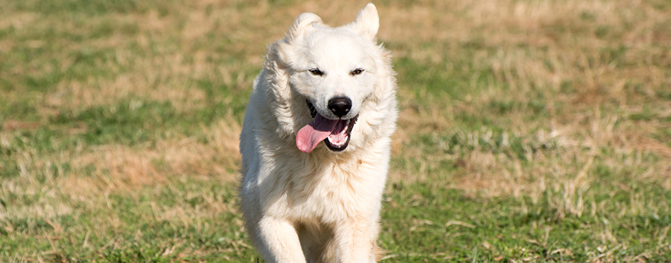 Great pyrenees mountain dog 